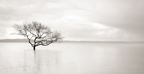 Lone mangrove tree in the still waters of the bay
