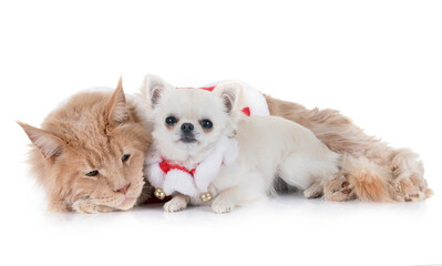Obraz premium maine coon cat, chihuahua in front of white background