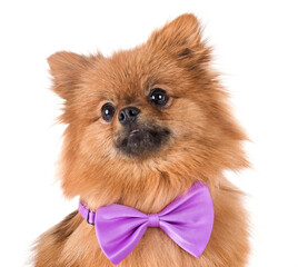 pomeranian spitz in front of white background