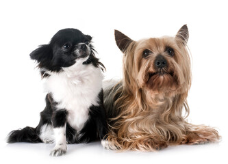 young chihuahua and yorkshire terrier in front of white background