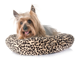yorkshire terrier in front of white background