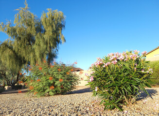 Neatly arranged pink Oleander and Red Bird of Paradise in xeriscaped roadside of typical North-West...