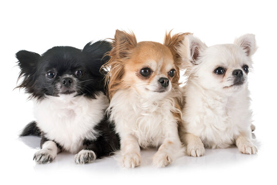 young chihuahuas in front of white background
