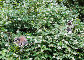 The ring-tailed lemurs,Lemur catta, known as maky or maki, on the blossom tree in springtime