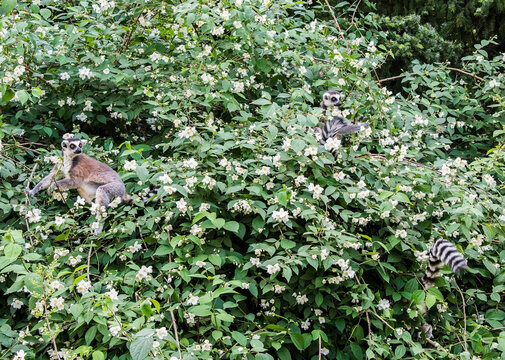 The ring-tailed lemurs,Lemur catta, known as maky or maki, on the blossom tree in springtime