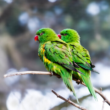 Two scaly-breasted lorikeets sitting on a twig
