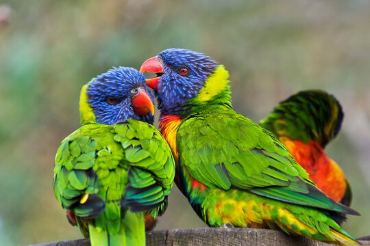 The portrait of two rainbow lorikeets