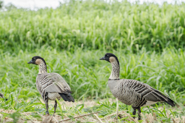 The nene (Branta sandvicensis), also known as the nēnē or the Hawaiian goose, is a species of bird endemic to the Hawaiian Islands.   Ninole Loop Rd, Pahala, Big island, Hawaii