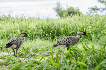 The nene (Branta sandvicensis), also known as the nēnē or the Hawaiian goose, is a species of bird endemic to the Hawaiian Islands.   Ninole Loop Rd, Pahala, Big island, Hawaii