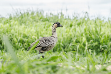 The nene (Branta sandvicensis), also known as the nēnē or the Hawaiian goose, is a species of bird endemic to the Hawaiian Islands.   Ninole Loop Rd, Pahala, Big island, Hawaii