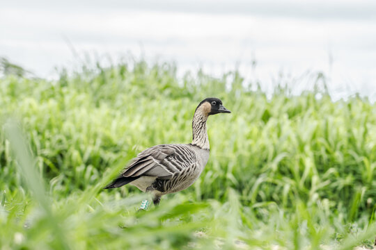 The nene (Branta sandvicensis), also known as the nēnē or the Hawaiian goose, is a species of bird endemic to the Hawaiian Islands.   Ninole Loop Rd, Pahala, Big island, Hawaii
