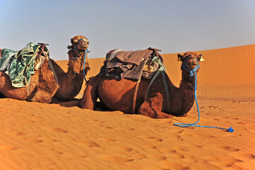Two camels lying on the sand in the Sahara and waiting for tourists.Morocco, Africa.