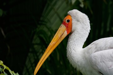 yellow billed stork