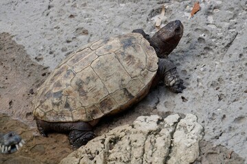 tortoise on the ground