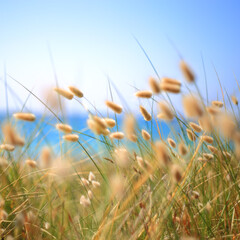 Bunny Tails Grass Lagurus Ovatus in the wind