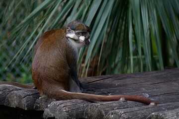 guenon