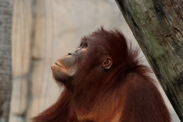Young orangutan © Suzanna