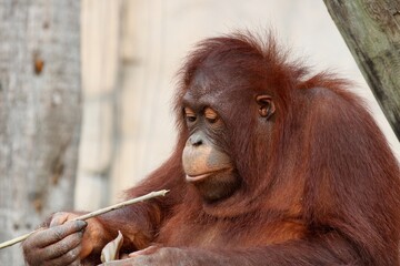 Young orangutan
