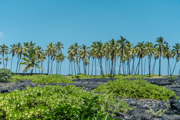 The coconut tree (Cocos nucifera) is a member of the palm tree family (Arecaceae) and the only...