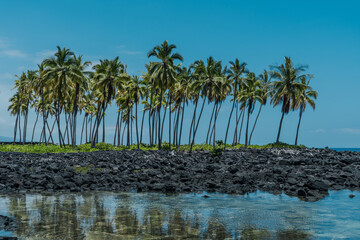 The coconut tree (Cocos nucifera) is a member of the palm tree family (Arecaceae) and the only...