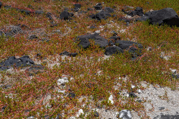 Sesuvium portulacastrum is a sprawling perennial herb in the family Aizoaceae that grows in coastal and mangrove areas. Big island, Pu'uhonua O Honaunau National Historical Park. shoreline purslane
