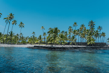 The coconut tree (Cocos nucifera) is a member of the palm tree family (Arecaceae) and the only...