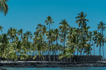The coconut tree (Cocos nucifera) is a member of the palm tree family (Arecaceae) and the only...
