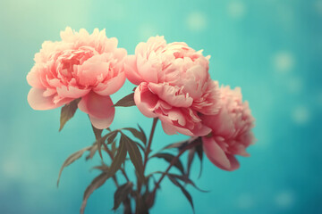 Fototapeta na wymiar Beautiful pink large flowers peonies on a light blue turquoise background with blurry soft filter