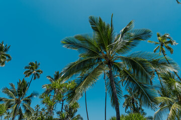 Fototapeta na wymiar The coconut tree (Cocos nucifera) is a member of the palm tree family (Arecaceae) and the only living species of the genus Cocos. Big island, Pu'uhonua O Honaunau National Historical Park. 