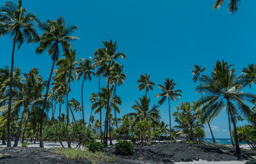 The coconut tree (Cocos nucifera) is a member of the palm tree family (Arecaceae) and the only...