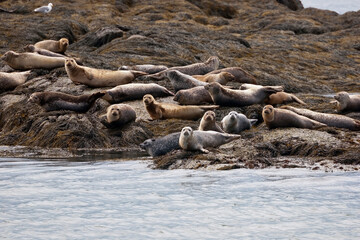 Seals live in colonies on beaches, Castine, USA