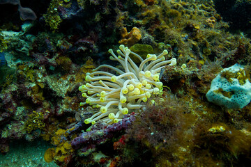 Naklejka na ściany i meble small condylactis gigantea in a coral reef