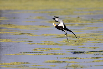 Pheasant-tailed jacana (Hydrophasianus chirurgus) in Japan