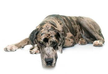 Obraz premium Great Dane in front of white background