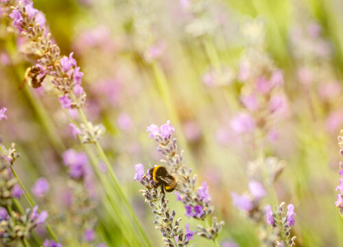 Floral background. Lavender flowers in nature with sunlight beams. Bokeh background