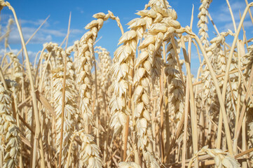 Wheat ears full of grains at cereal field over blue sky. Low angle view