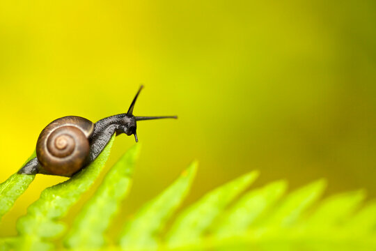 Natural macro summery background with fern leaf and a small black snail