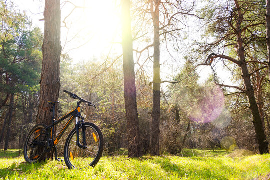 Mountain Bike on the Summer Trail in the Beautiful Pine Forest Lit by the Sun. Adventure and Cycling Concept.