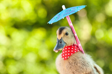 Naklejka premium Elegant duckling with red scarf and umbrella on blurry green background