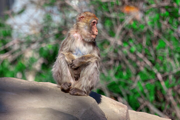 Monkey sitting on a rock .  Single macaque female .  Animal surrounded by trees and foliage