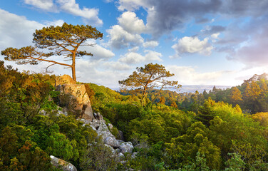 Picturesque National Park at hills of Sintra, Portugal. Pine-tree on stone rock among green trees...