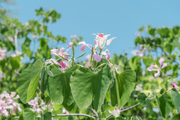 Bauhinia monandra is a species of leguminous trees, of the family Fabaceae. pink bauhinia, orchid tree, and Napoleon's plume. Honaunau, Big island, Hawaii