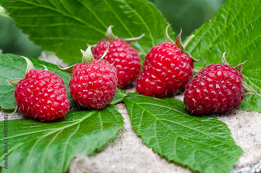 Wall mural The red has reached tasty sweet raspberries