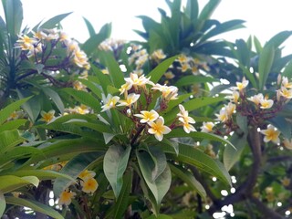 flowers in the garden