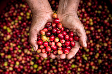 hands holding coffee freshly harvested and ready to grind in the city of piura