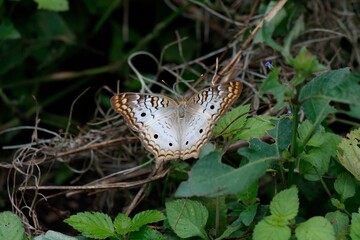 butterfly on the grass