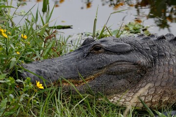 alligator in the swamp