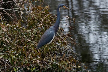 tricolor heron