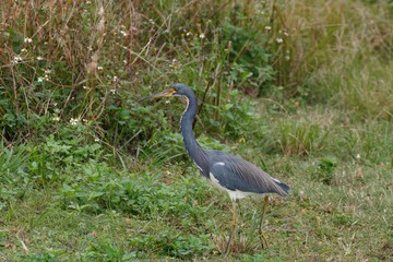 tricolor heron