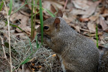 squirrel eating nut